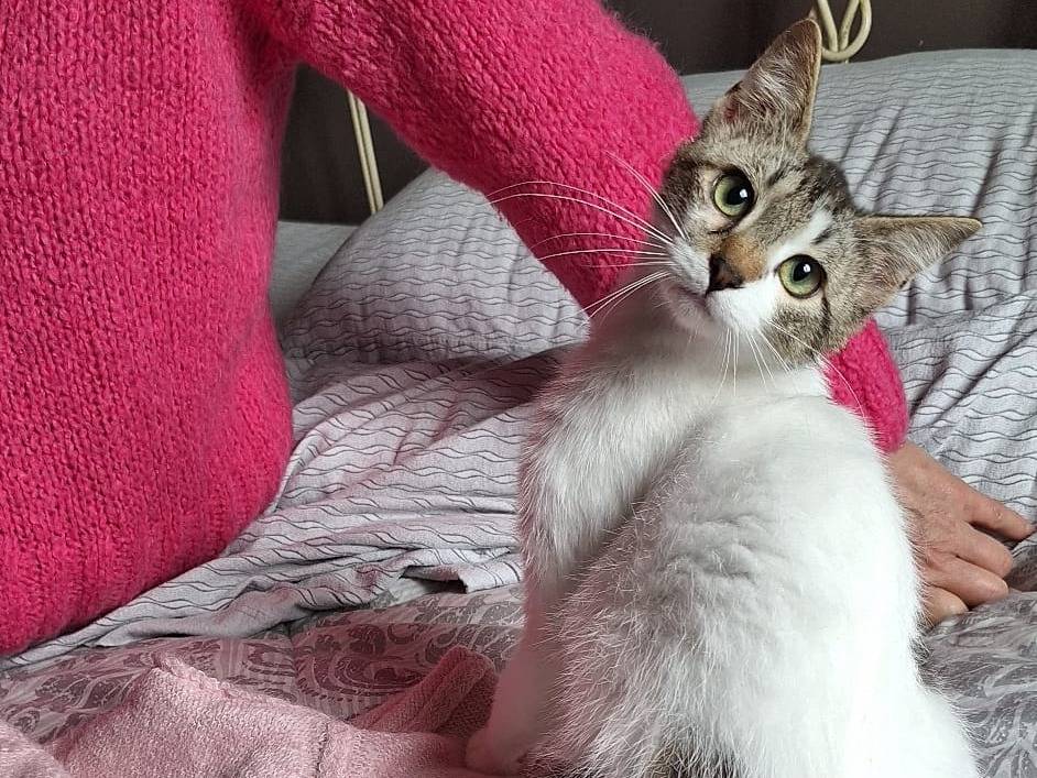 Vuoi adottare un gatto a Genova?