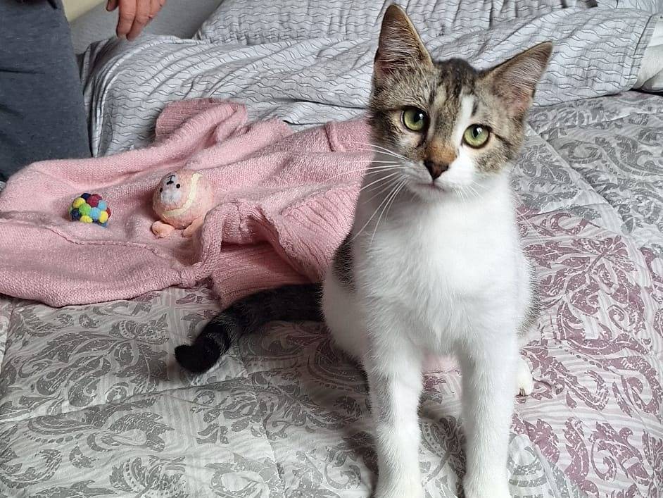 Adotta il gatto Piuma a Genova