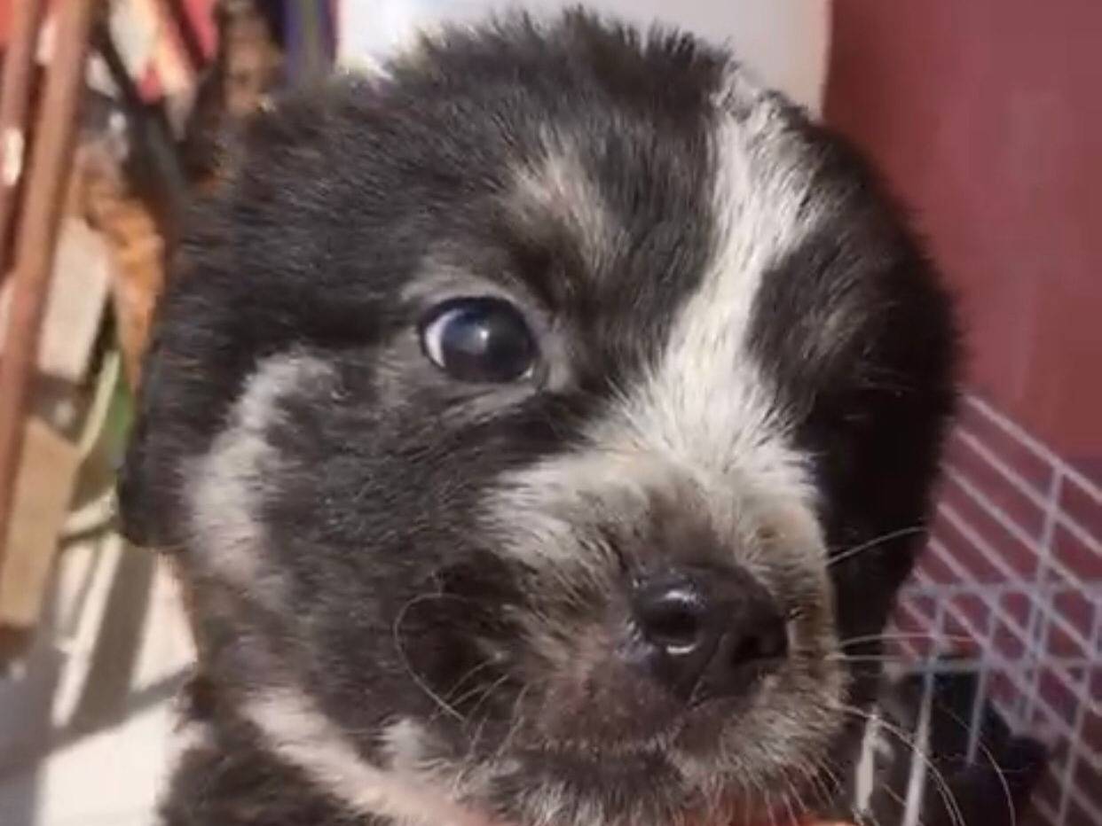 Adozione cane, femmina, Razza sconosciuta Razza sconosciuta, 2 mesi, taglia media, Siracusa