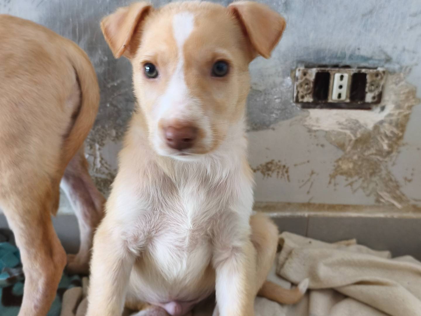 Adozione cane, maschio, Razza sconosciuta Razza sconosciuta, 3 mesi, taglia media, Messina