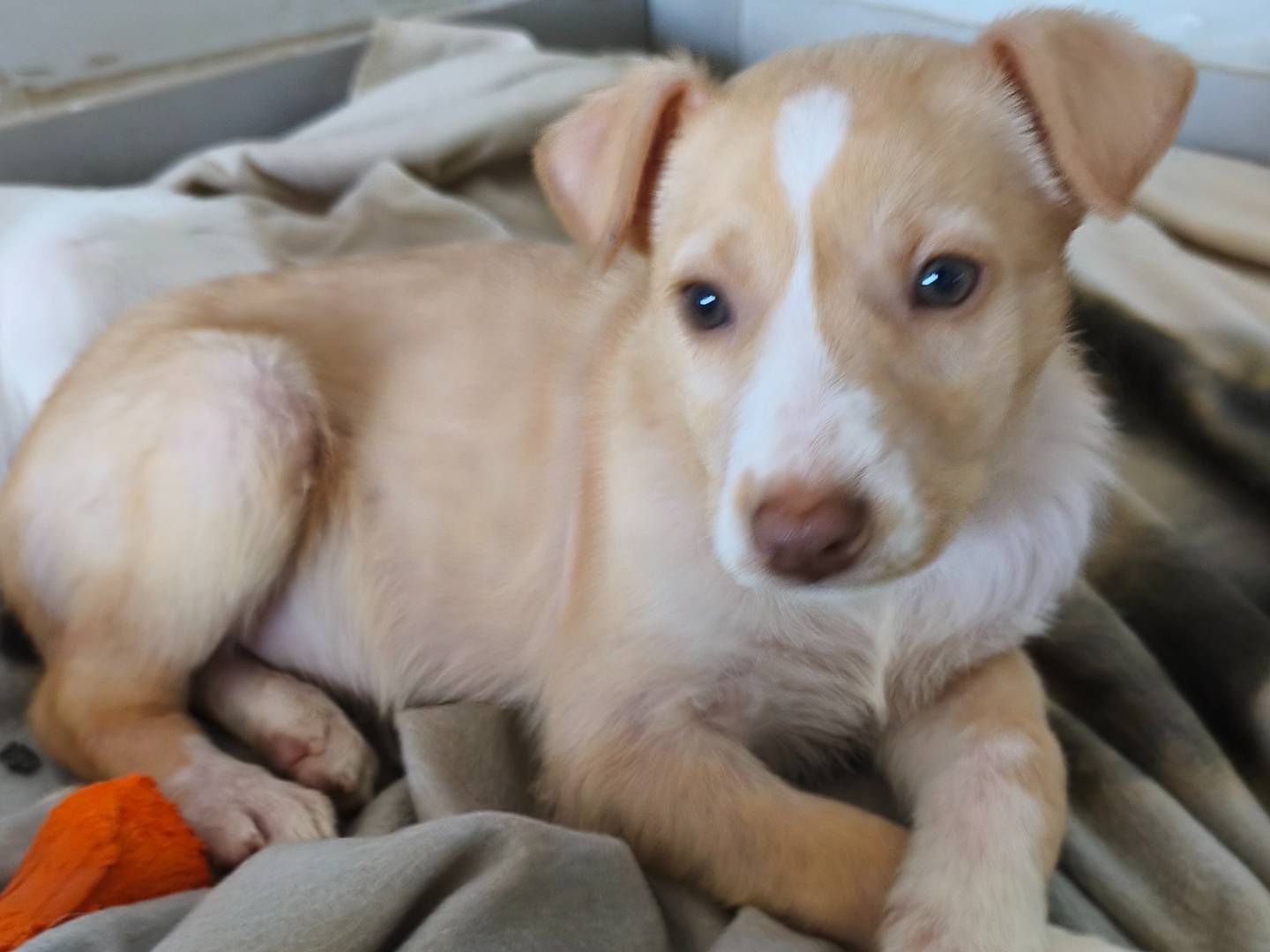 Adotta un cane, maschio, 3 mesi, Messina