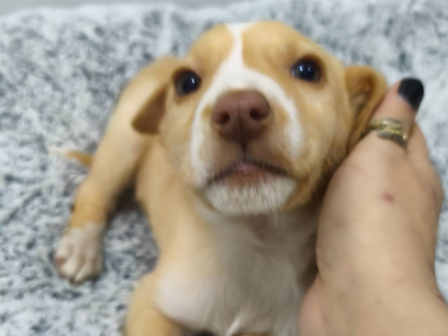 Adotta un cane, taglia media, maschio, Messina