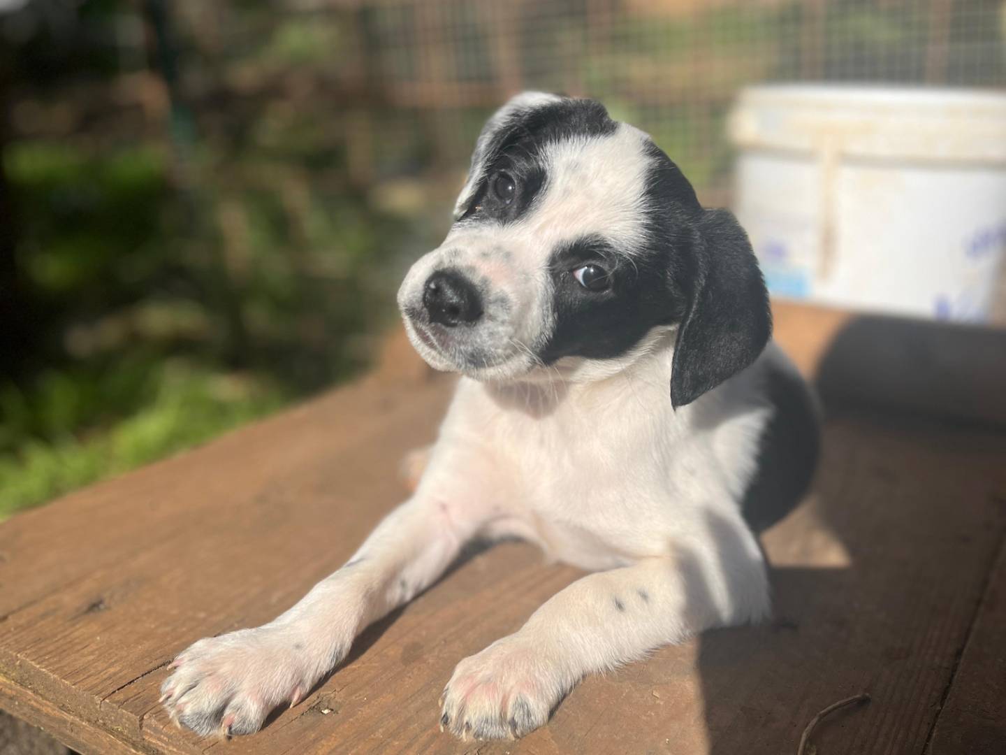 Adozione cane, maschio, Razza sconosciuta Razza sconosciuta, 2 mesi, taglia media contenuta, Frosinone