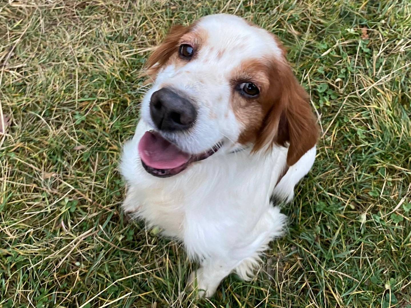 Adozione cane, maschio, Breton Razza sconosciuta, 6 anni e 10 mesi, taglia media contenuta, Milano