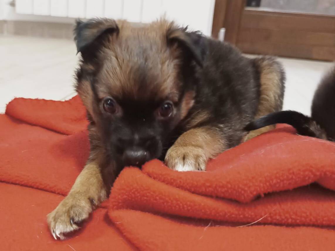 Adotta il cane Diva a Reggio