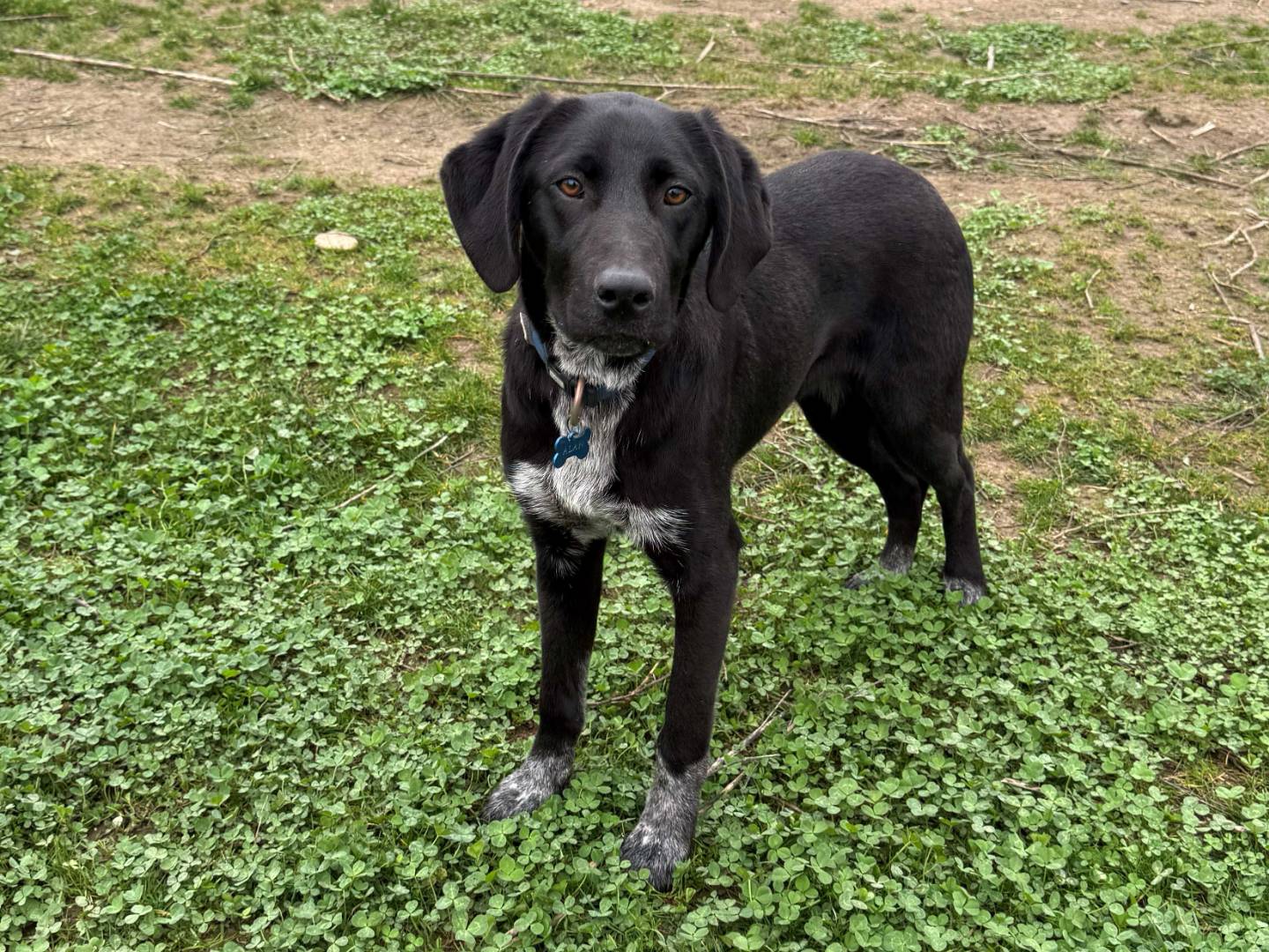 Adozione cane, maschio, Razza sconosciuta Razza sconosciuta, 8 mesi, taglia media, Milano