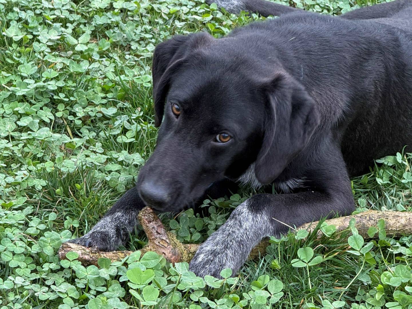 Adotta un cane, maschio, 8 mesi, Milano