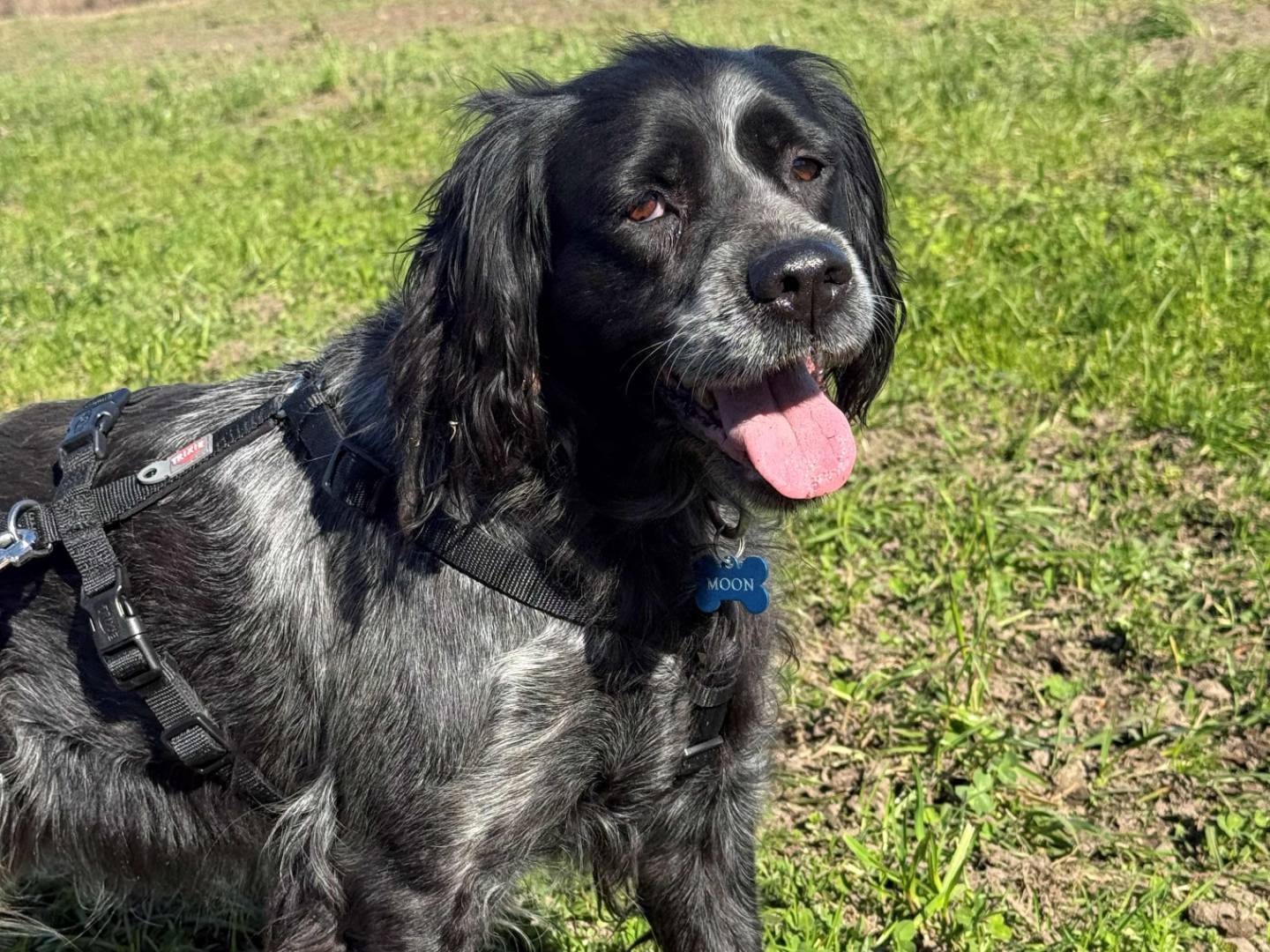 Adozione cane, femmina, Breton Razza sconosciuta, 9 anni e 10 mesi, taglia media, Milano