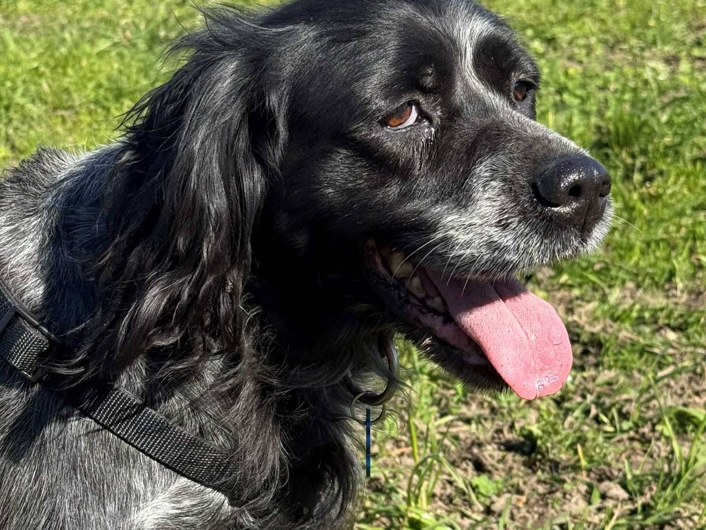 Adotta un cane, femmina, 9 anni e 10 mesi, Milano