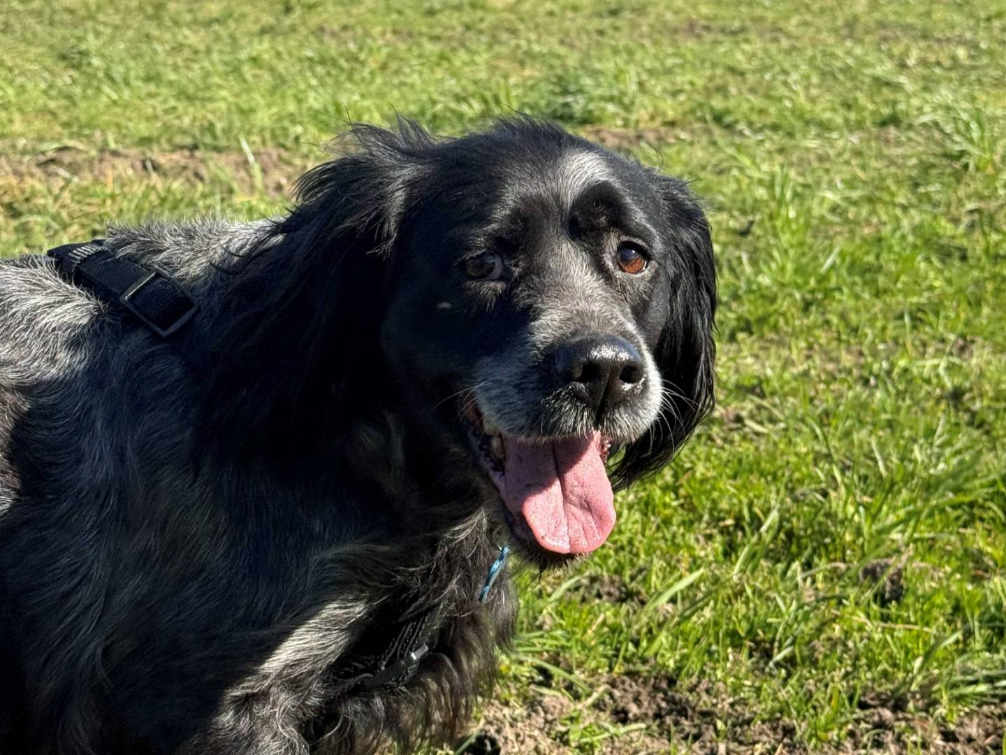 Vuoi adottare un cane a Milano?