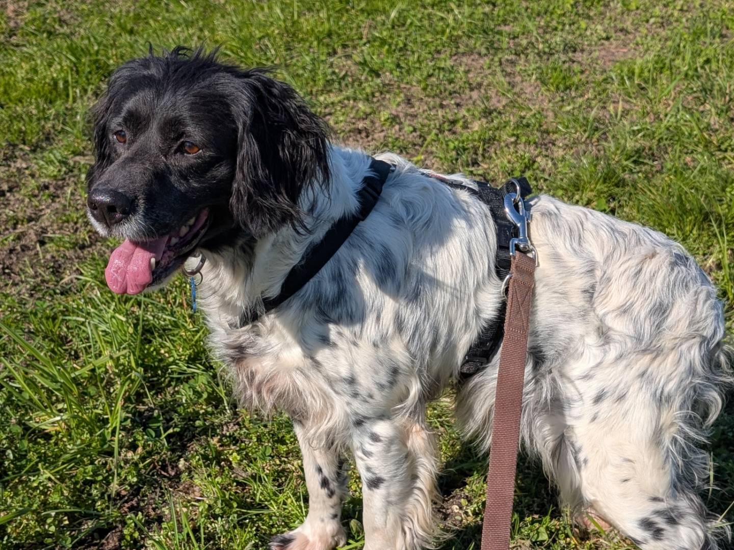 Adozione cane, femmina, Breton Razza sconosciuta, 9 anni e 10 mesi, taglia media, Milano