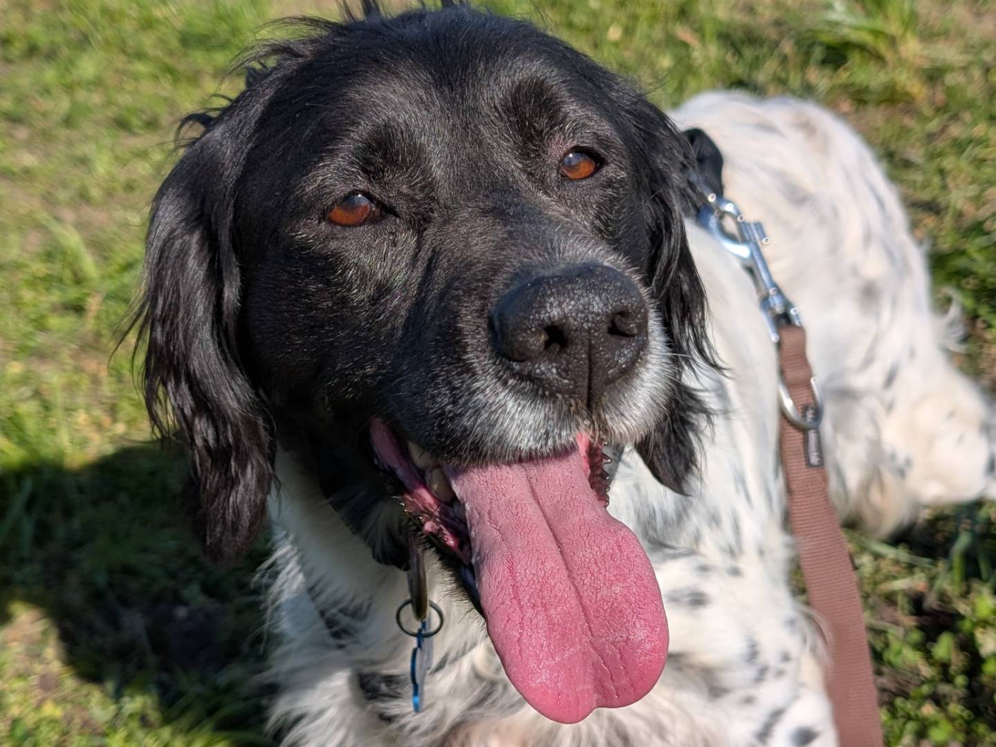 Adotta un cane, femmina, 9 anni e 10 mesi, Milano