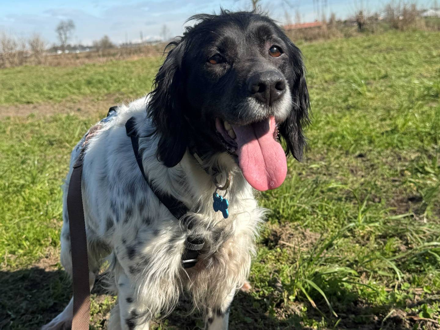 Vuoi adottare un cane a Milano?