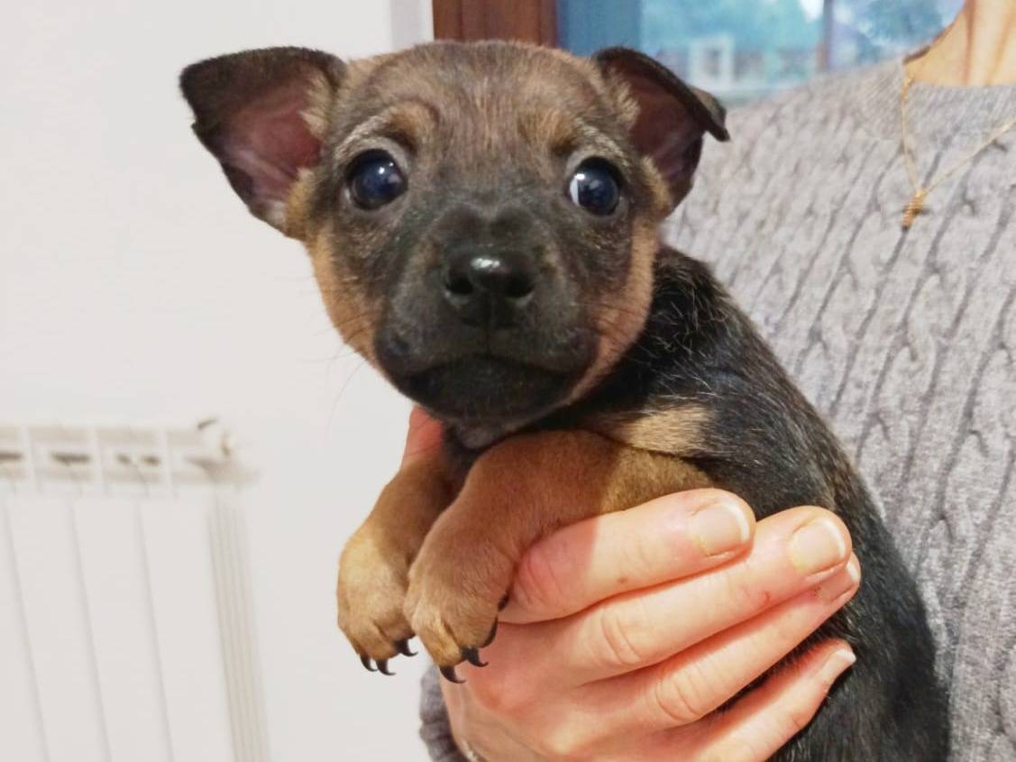 Adozione cane, femmina, Razza sconosciuta Razza sconosciuta, 2 mesi, taglia piccola, Parma