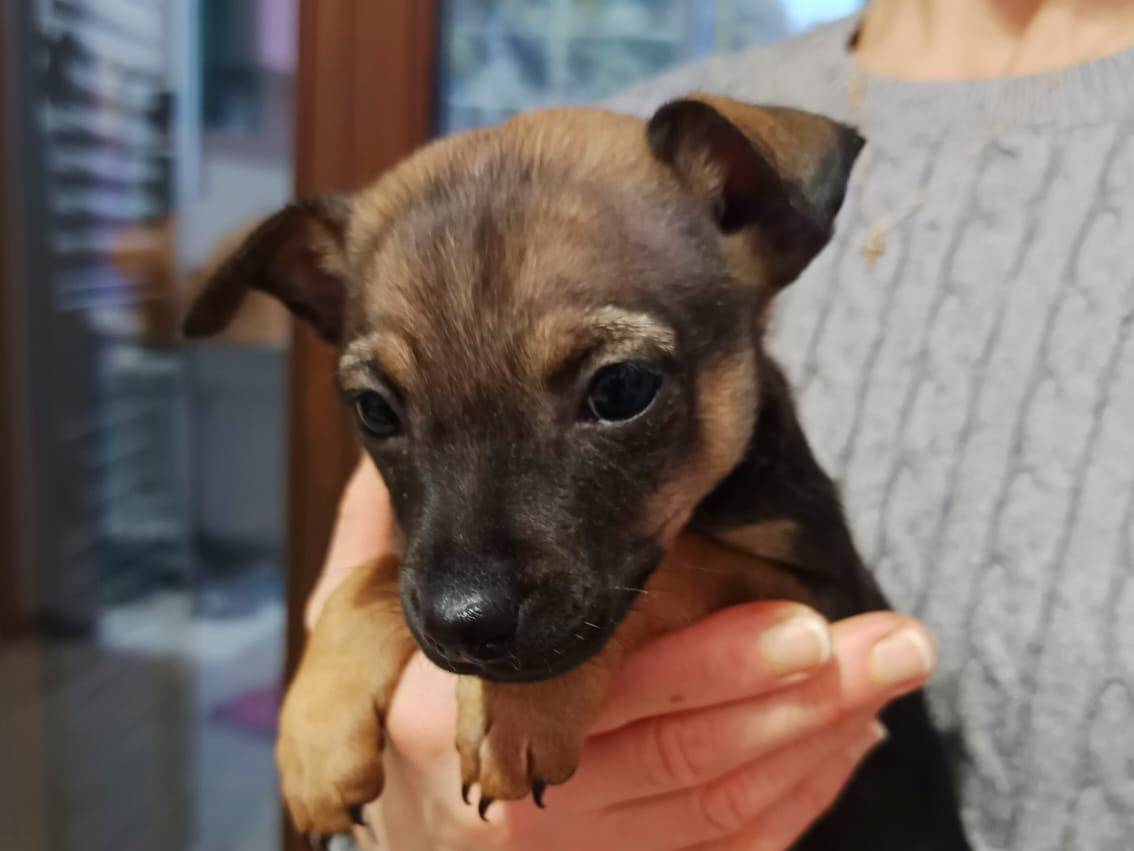 Adotta un cane, taglia piccola, femmina, Parma