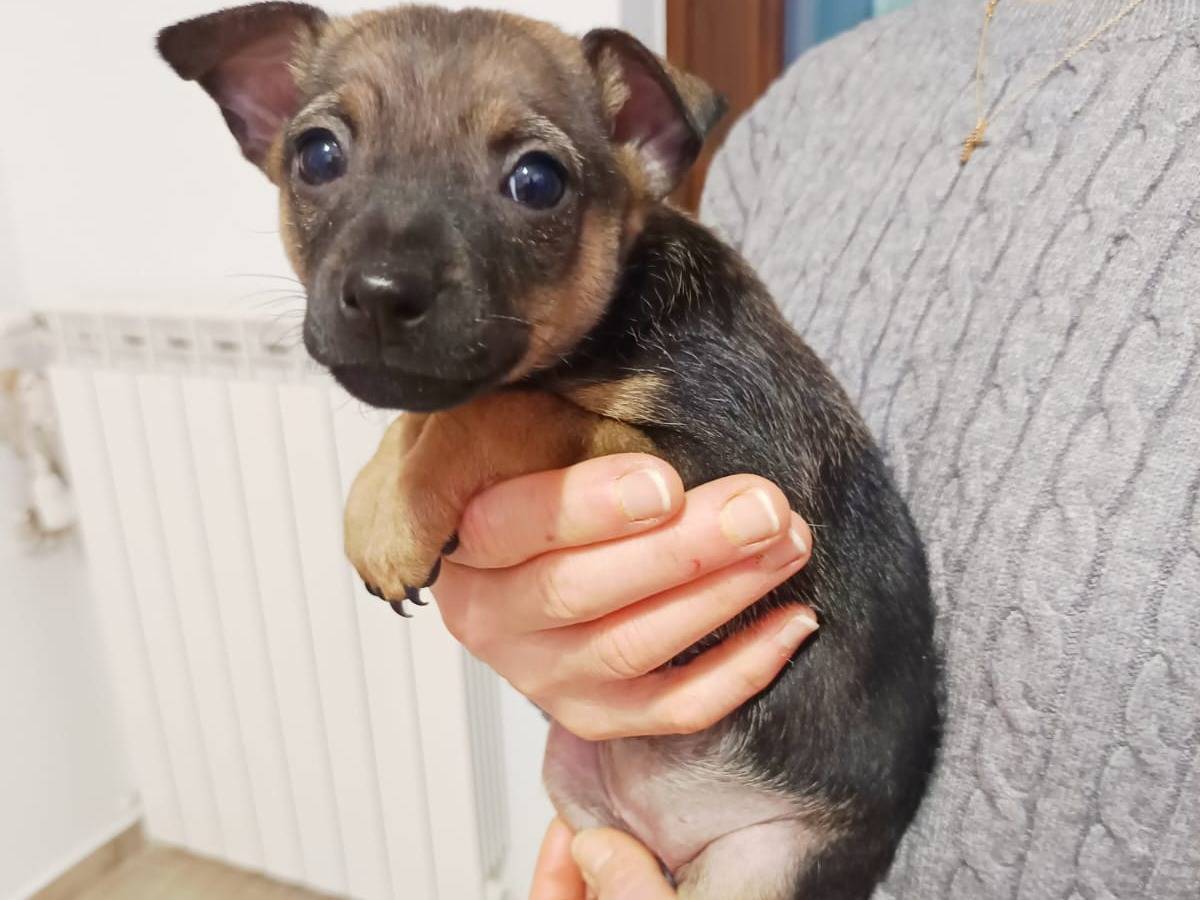 Vuoi adottare un cane a Parma?