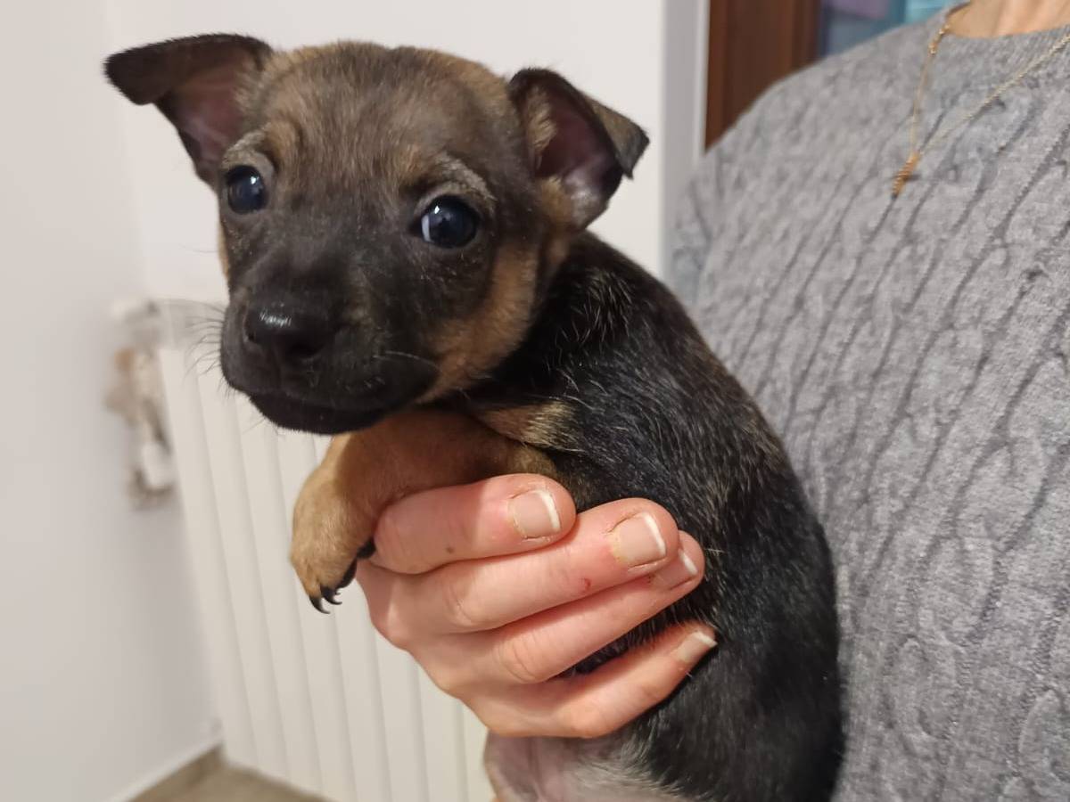 Adotta il cane Tea a Parma