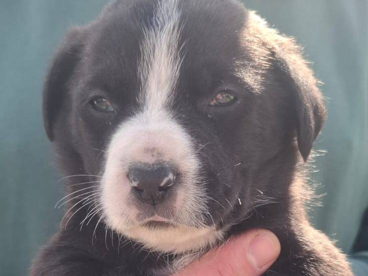 Vuoi adottare un cane a Catania?