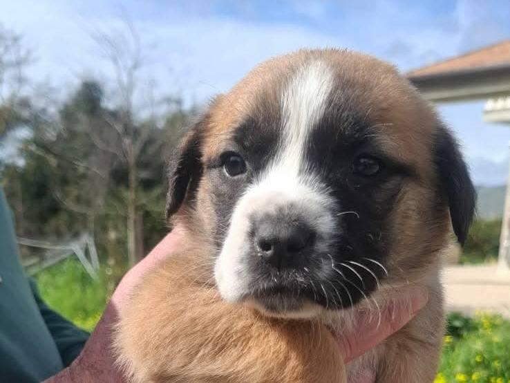 Adotta il cane cucicoli a Catania