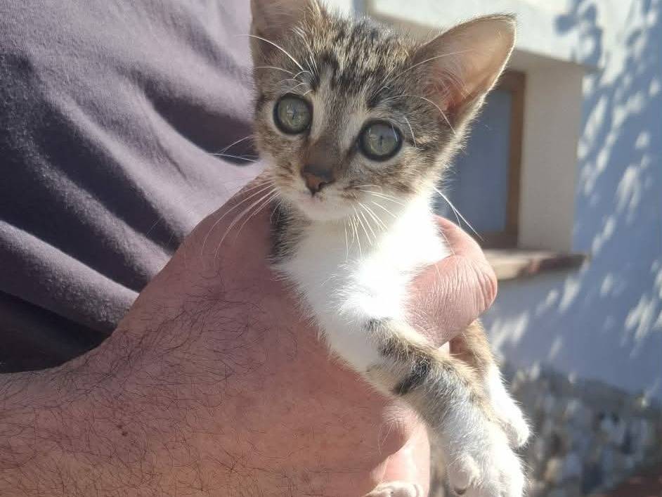 Adozione gatto, femmina, Razza sconosciuta Razza sconosciuta, 5 mesi, taglia non valida, Catania