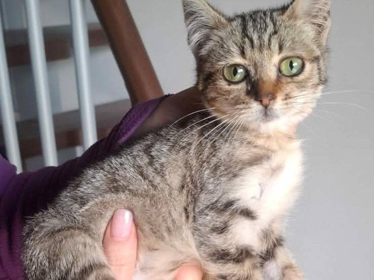 Adotta un gatto, femmina, 5 mesi, Catania