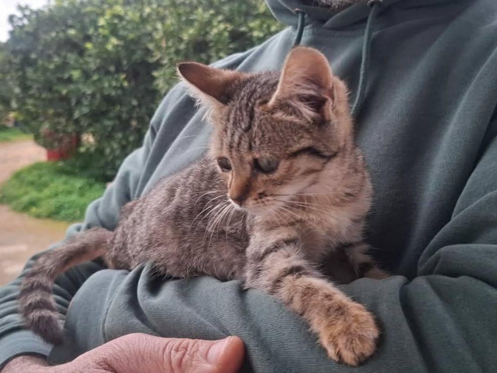 Adotta un gatto, taglia non valida, femmina, Catania