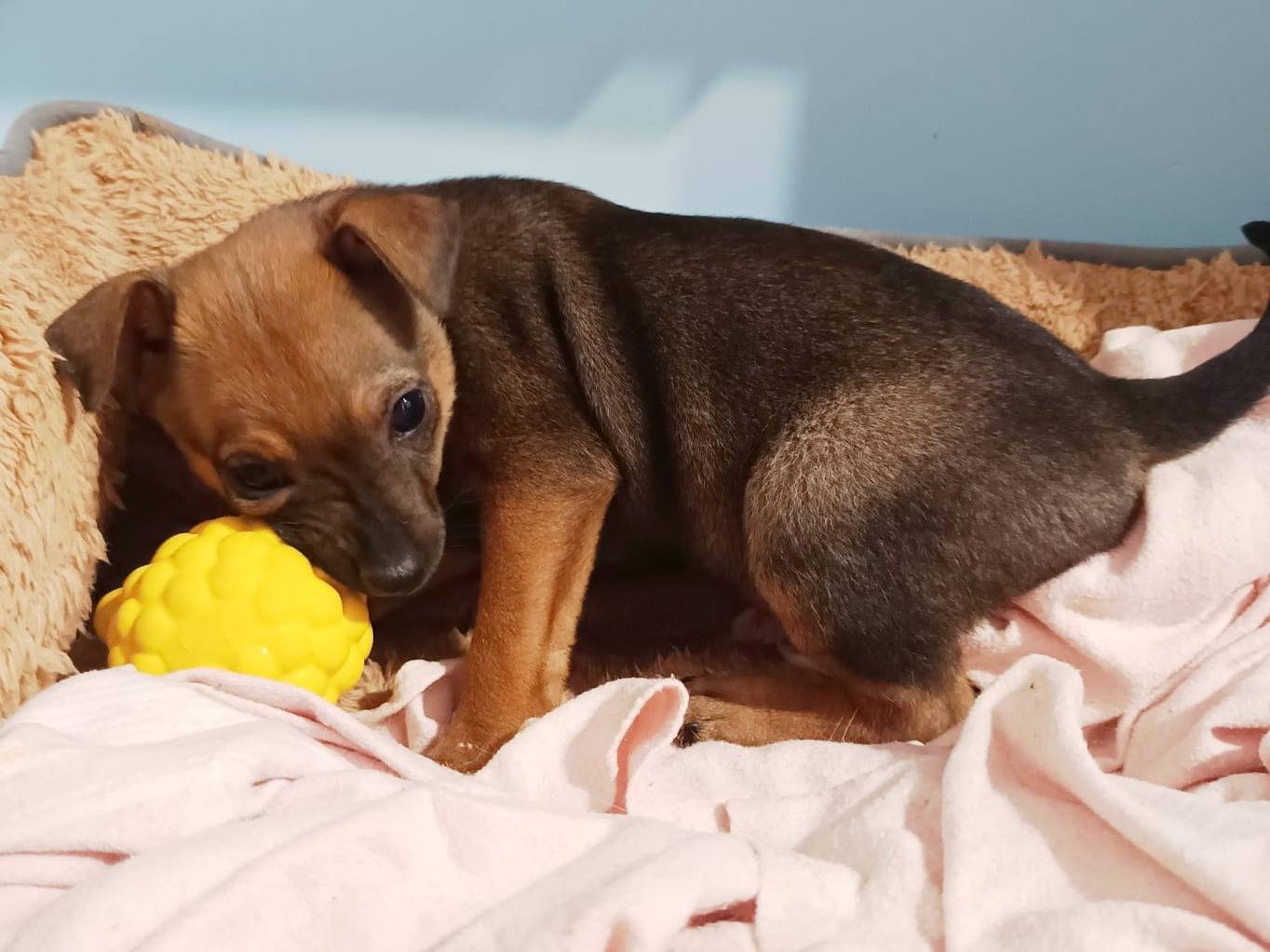 Adozione cane, femmina, Razza sconosciuta Razza sconosciuta, 2 mesi, taglia piccola, Lodi