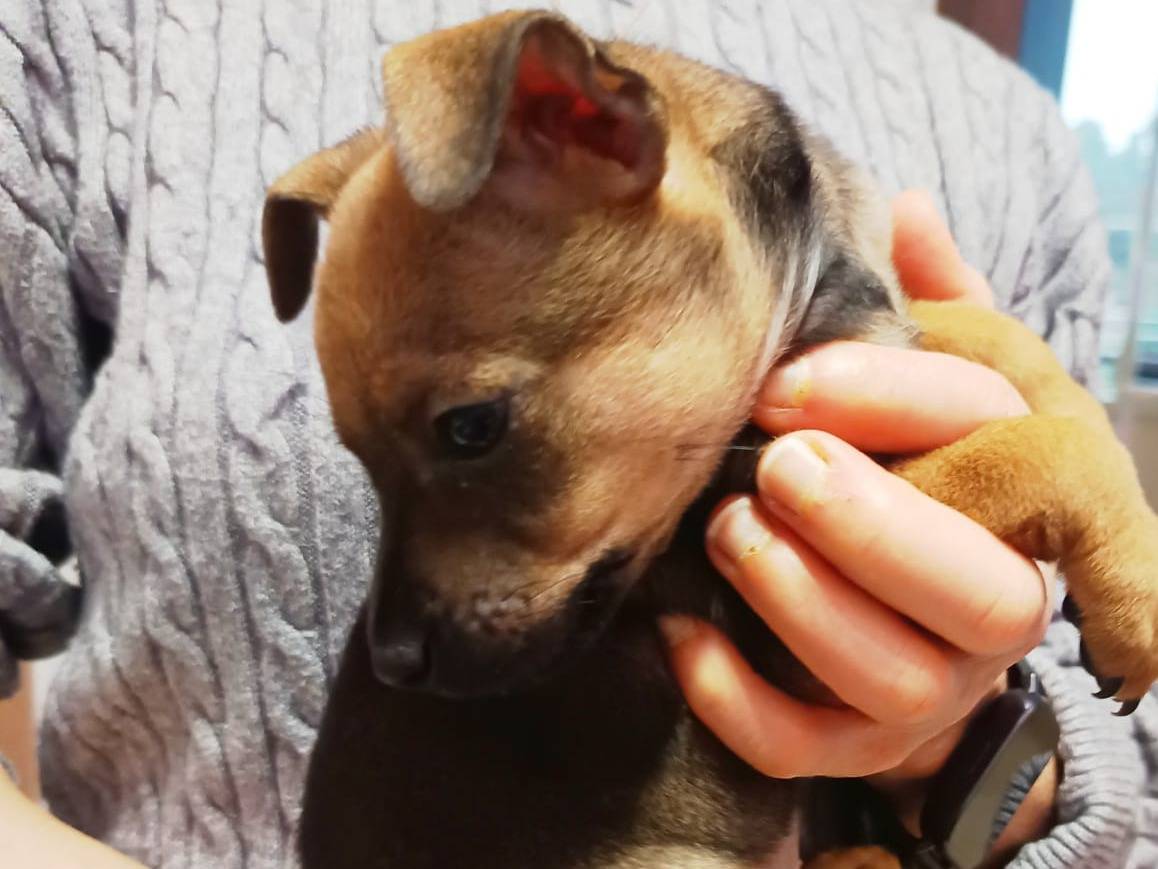 Adotta un cane, femmina, 2 mesi, Lodi