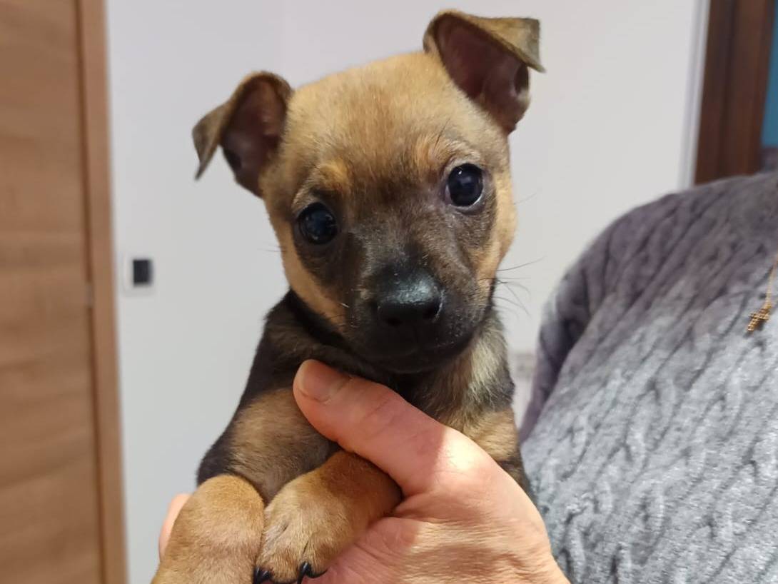 Adotta un cane, taglia piccola, femmina, Lodi