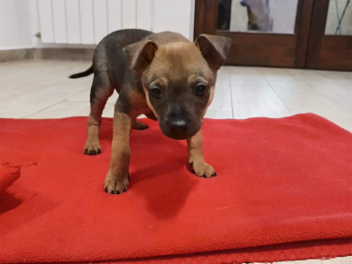 Vuoi adottare un cane a Lodi?