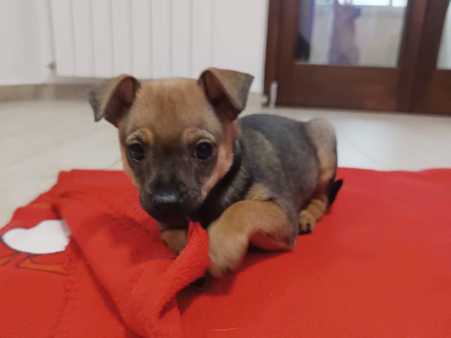 Adotta il cane Beba a Lodi