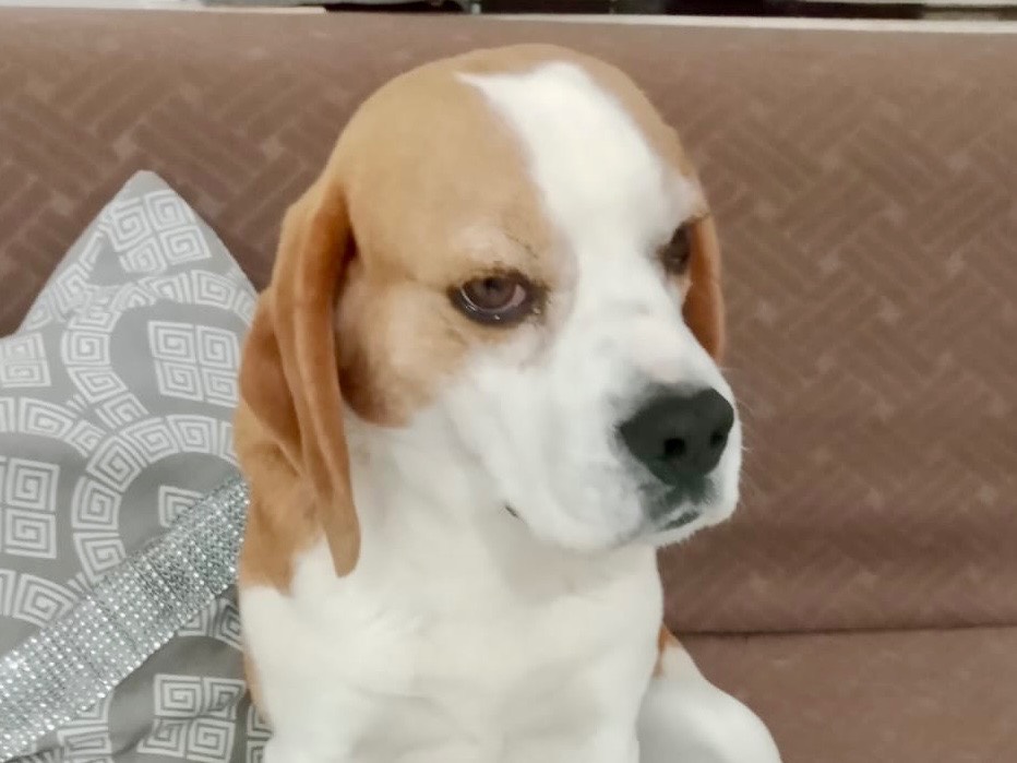 Adozione cane, maschio, Beagle  Razza sconosciuta, 4 anni, taglia media contenuta, Reggio