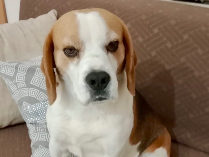 Vuoi adottare un cane a Reggio?