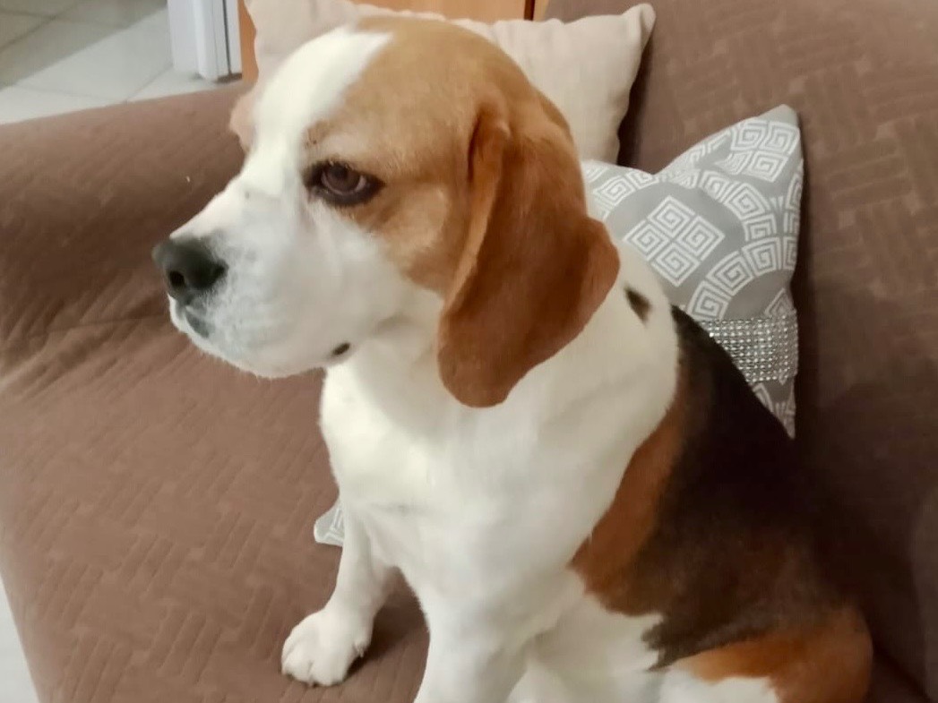 Adotta il cane Bailey a Reggio