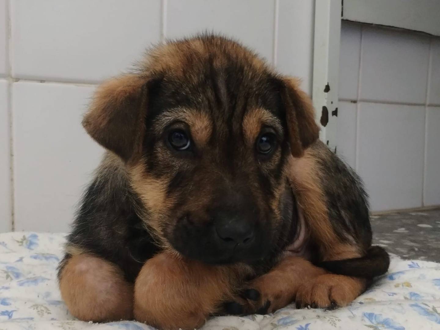 Adozione cane, maschio, Razza sconosciuta Razza sconosciuta, 2 mesi, taglia grande, Taranto