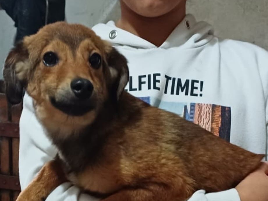 Adozione cane, femmina, Razza sconosciuta Razza sconosciuta, 6 mesi, taglia piccola, Vibo