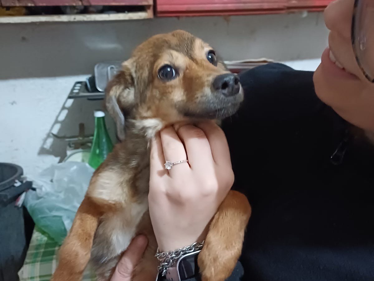Adotta un cane, femmina, 6 mesi, Vibo