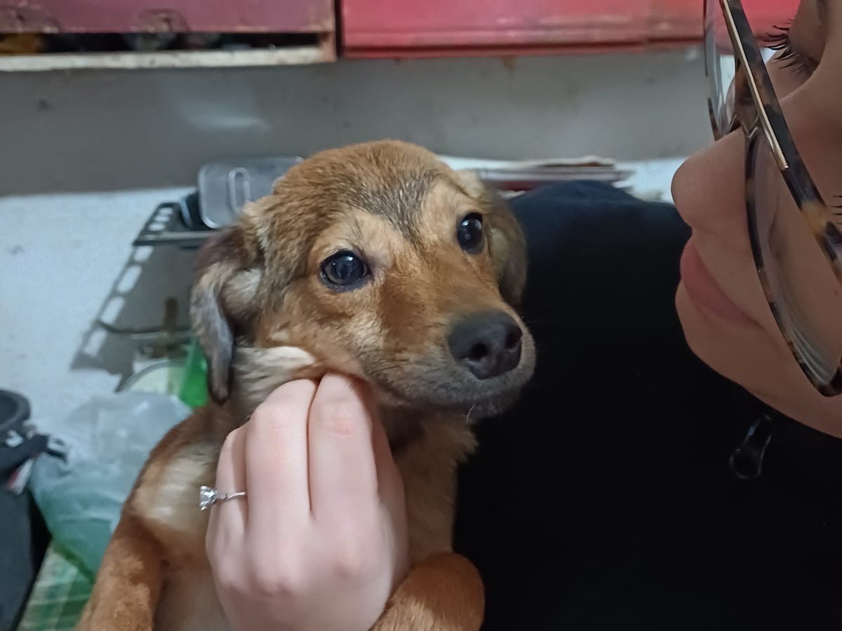 Adotta un cane, taglia piccola, femmina, Vibo