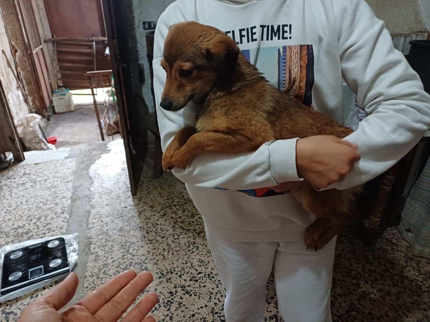 Vuoi adottare un cane a Vibo?