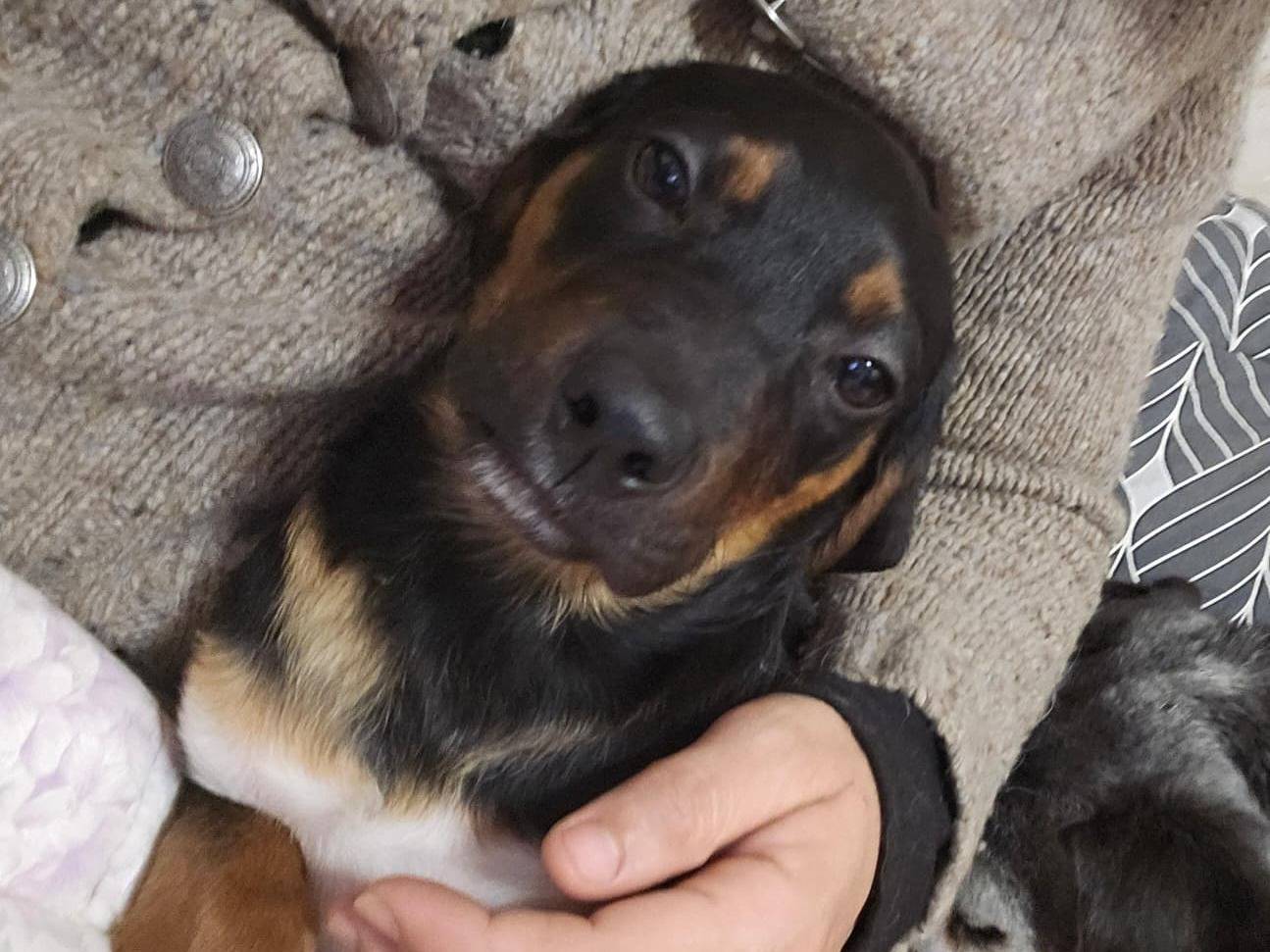 Adozione cane, maschio, Segugio maremmano Razza sconosciuta, 3 mesi, taglia media, Roma