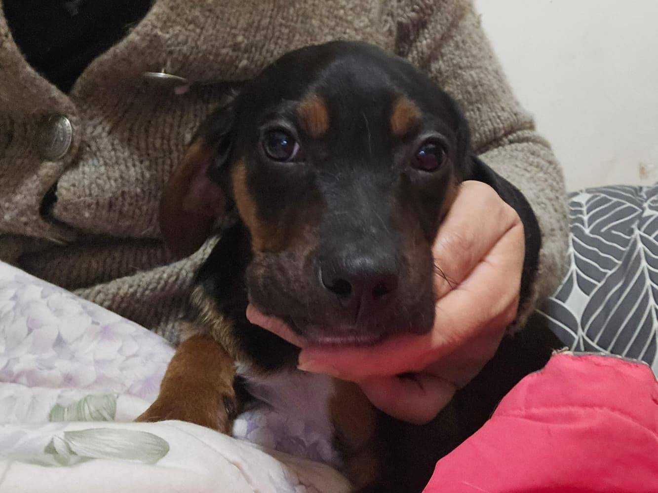 Adotta un cane, maschio, 3 mesi, Roma