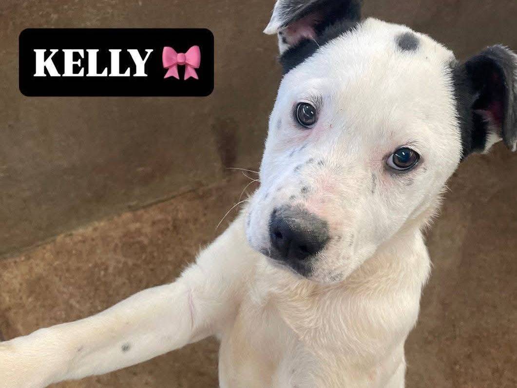 Adozione cane, femmina, Dogo Argentino Pitbull, 5 mesi, taglia media, Cosenza