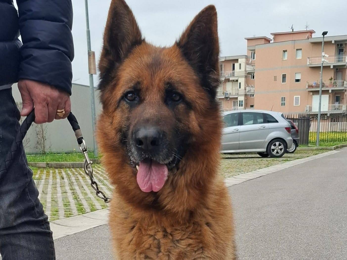 Adozione cane, maschio, Pastore tedesco Razza sconosciuta, 5 anni e 7 mesi, taglia grande, Napoli