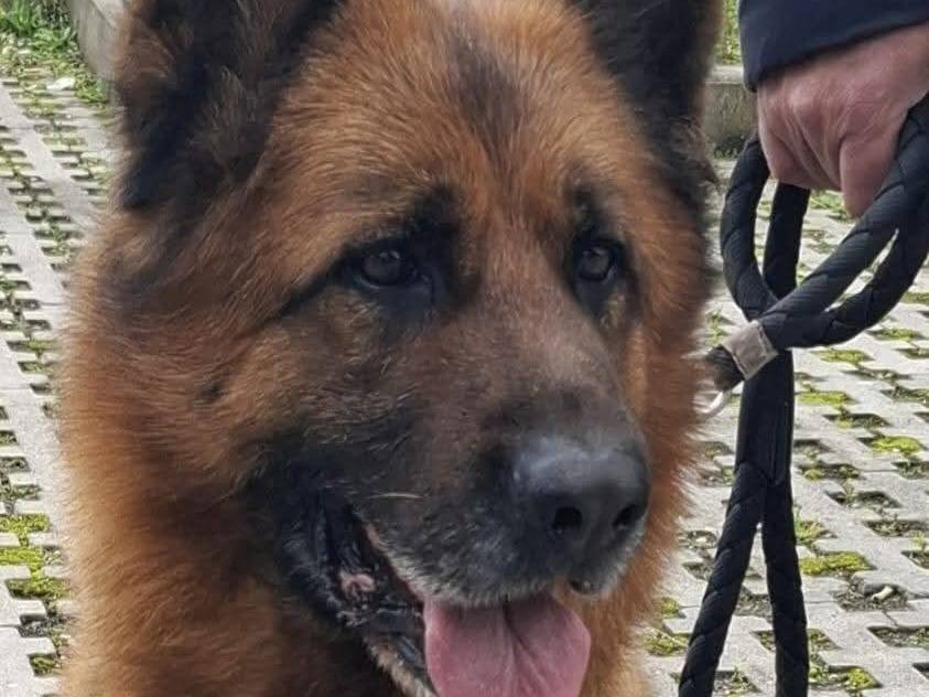 Adotta un cane, maschio, 5 anni e 7 mesi, Napoli