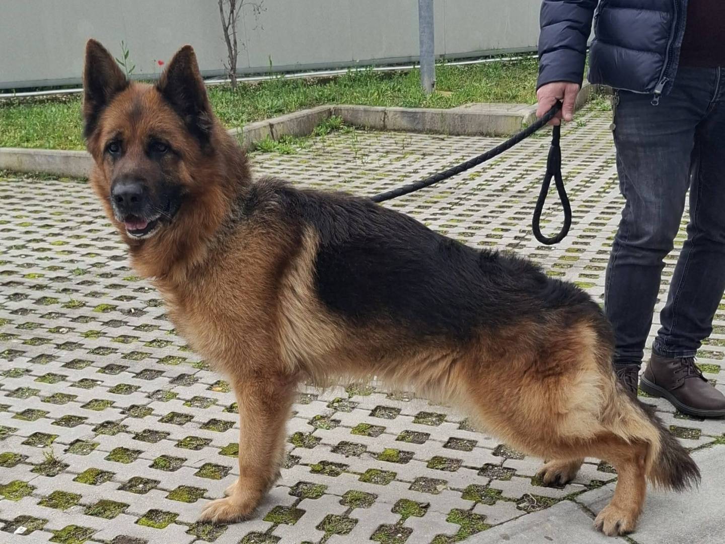Adotta un cane, taglia grande, maschio, Napoli