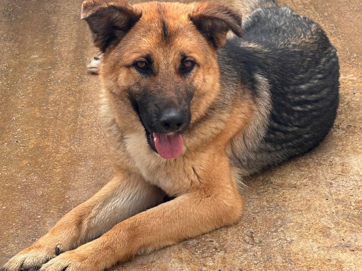 Adozione cane, femmina, Pastore tedesco Razza sconosciuta, 1 anno e 2 mesi, taglia media, Ragusa