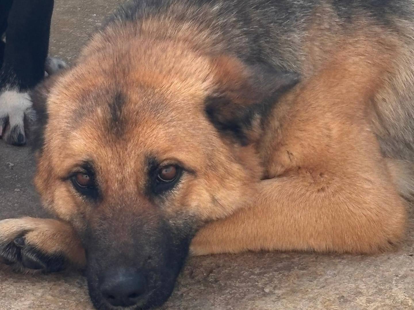 Adotta un cane, taglia media, femmina, Ragusa