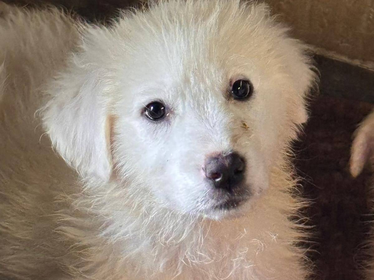 Adozione cane, femmina, Pastore maremmano Razza sconosciuta, 3 mesi, taglia gigante, Ragusa