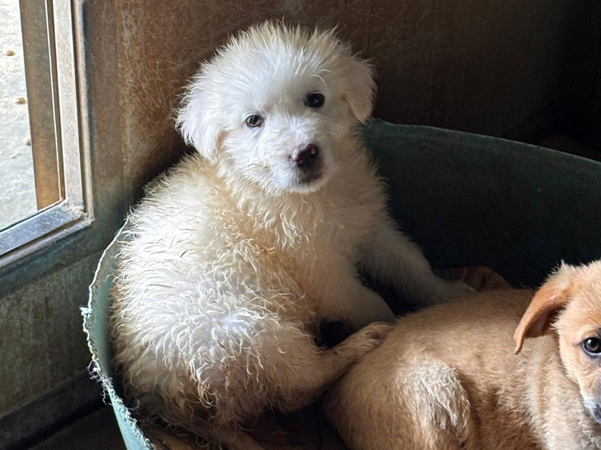 Adotta un cane, femmina, 3 mesi, Ragusa