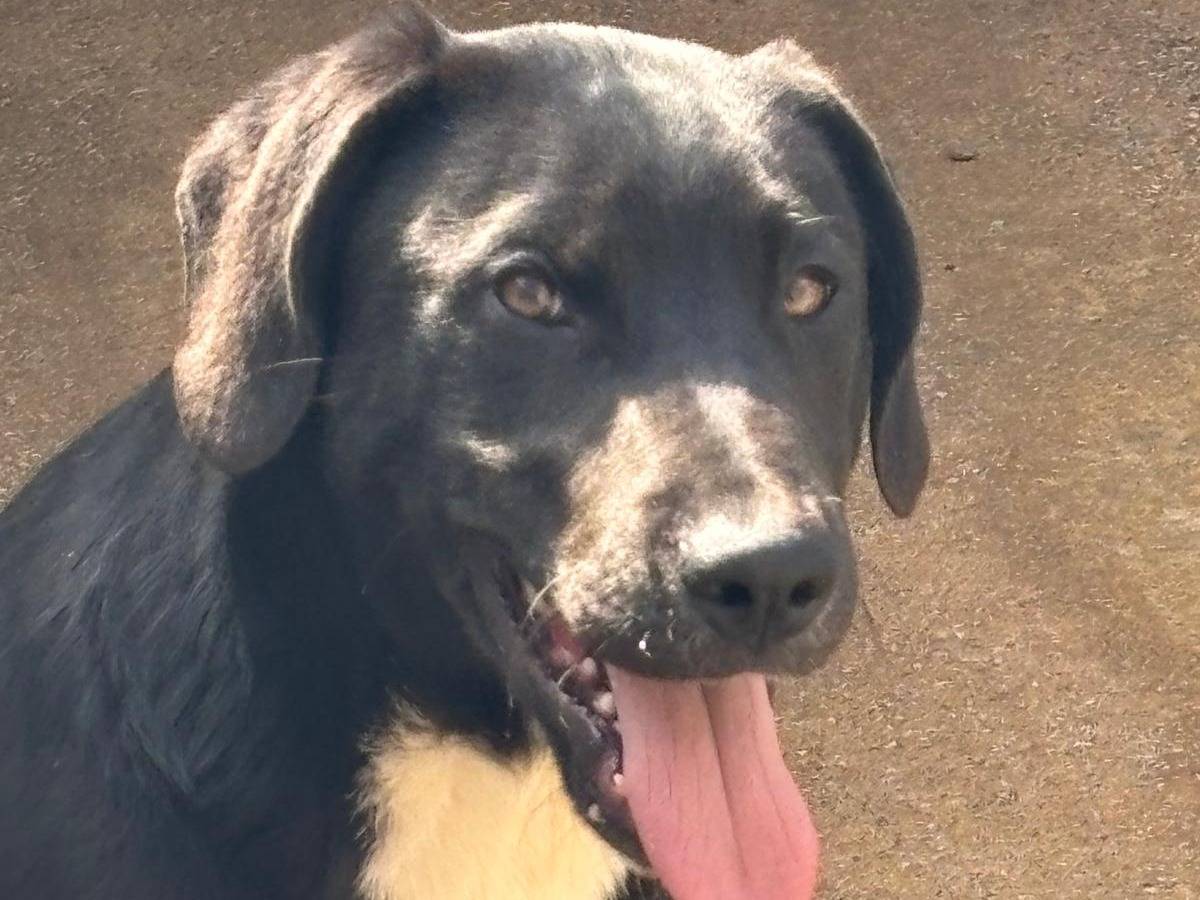 Adotta un cane, maschio, 5 mesi, Ragusa